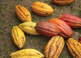 Cacao pods contain 30–40 seeds each and are protected by a sticky white pulp. 
